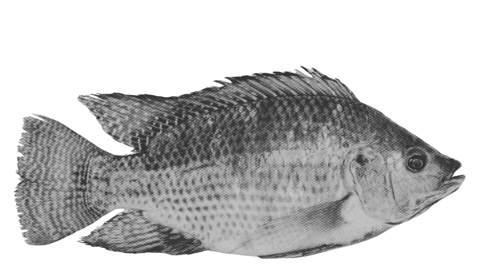 Black and white illustration of a fish with scales, fins, and a prominent eye, facing right.