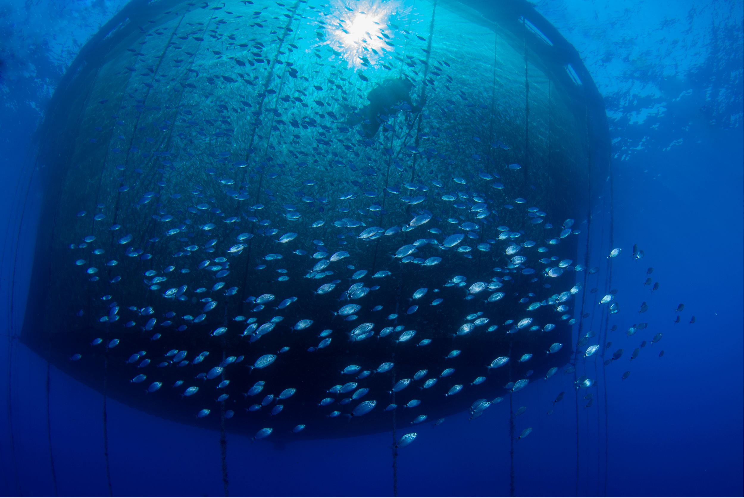 A scuba diver exploring a large school of fish inside an underwater structure, with sunlight visible from above.