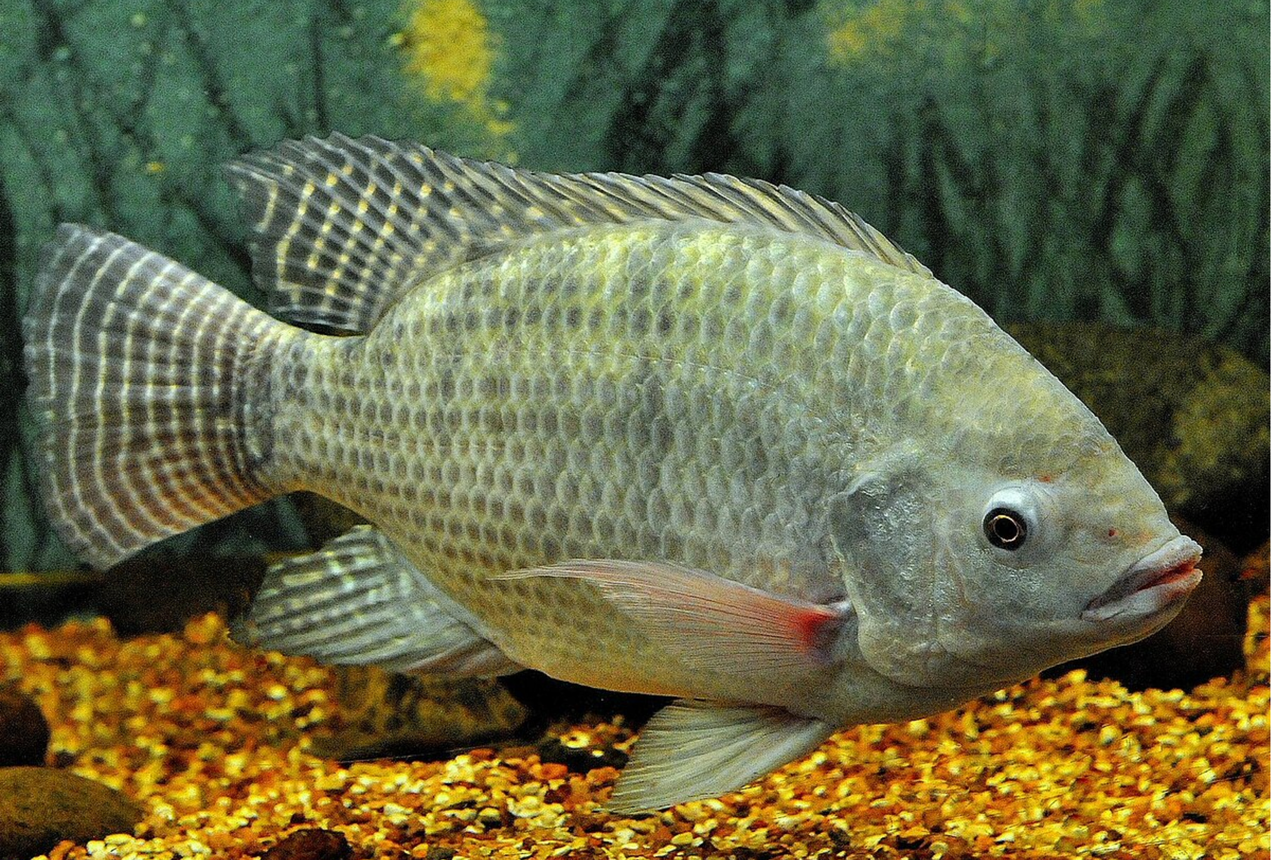 A fish with a light-colored, honeycomb-patterned body and dark fins swimming in an aquarium with gravel at the bottom and a green background.