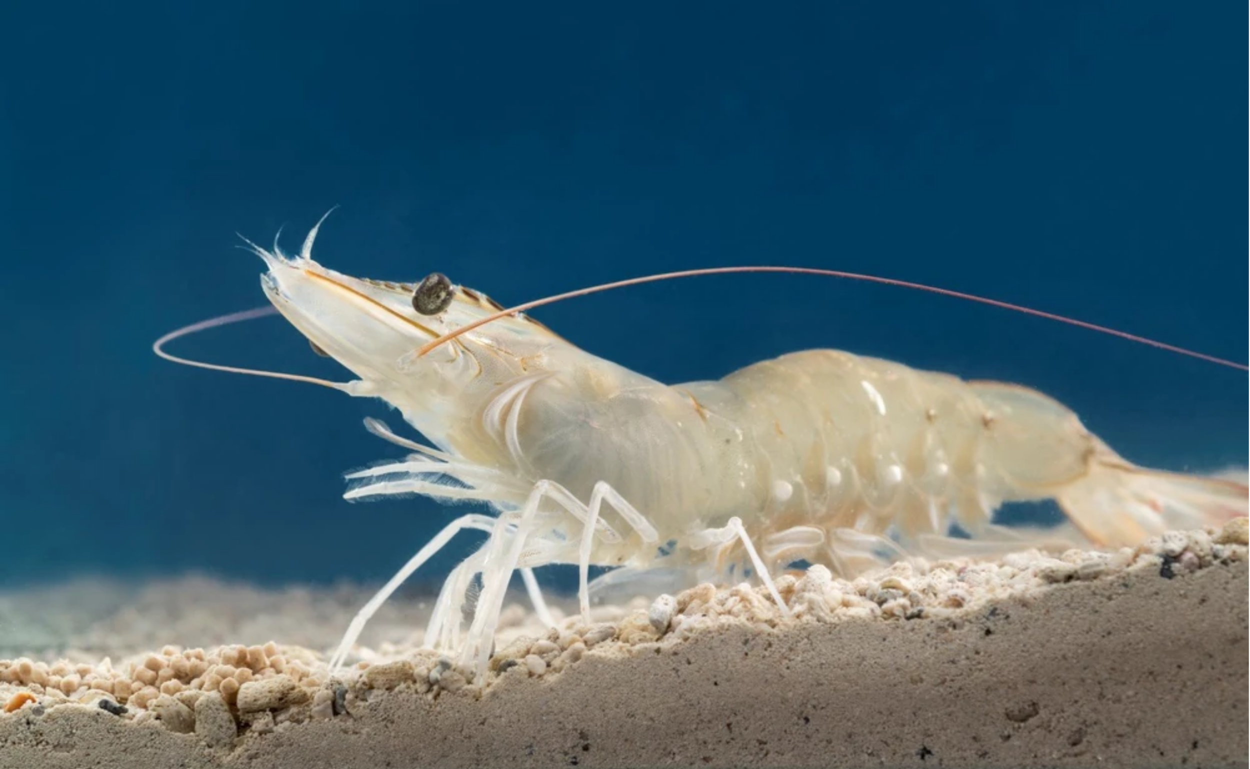 Close-up of a tiny white crustacean with long antennae on sandy ocean floor, with a small dark eye and a translucent body
