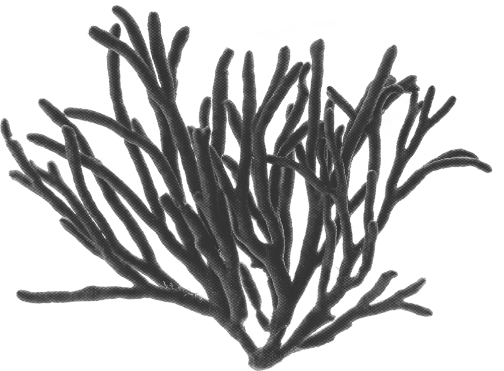 A black and white image of a coral branch with numerous elongated, finger-like projections.
