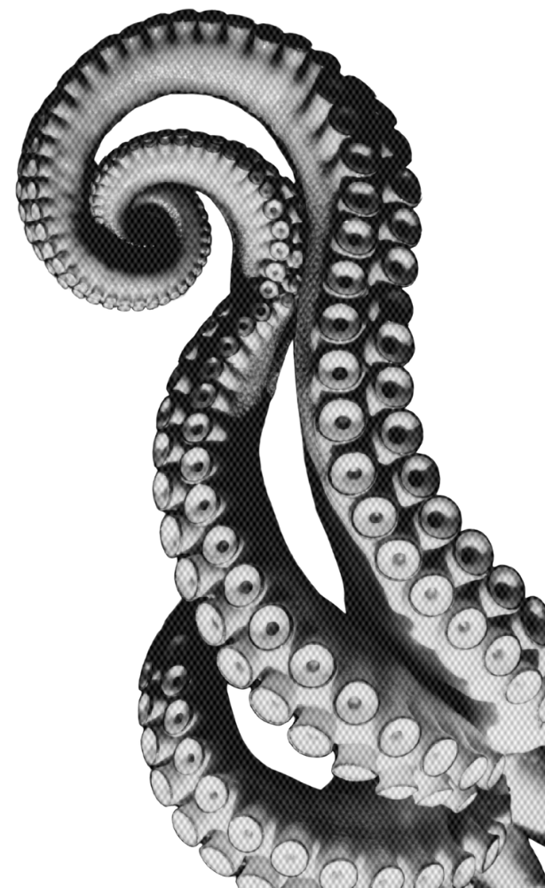 Black and white photograph of an octopus tentacle with circular suction cups arranged in rows, coiled in a spiral against a black background.
