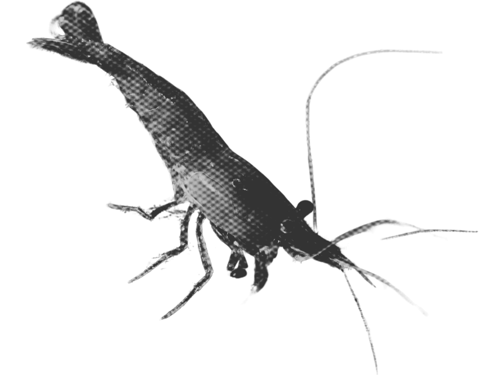 A 3D-rendered, stylized grayscale model of a shrimp with detailed features and long antennae.
