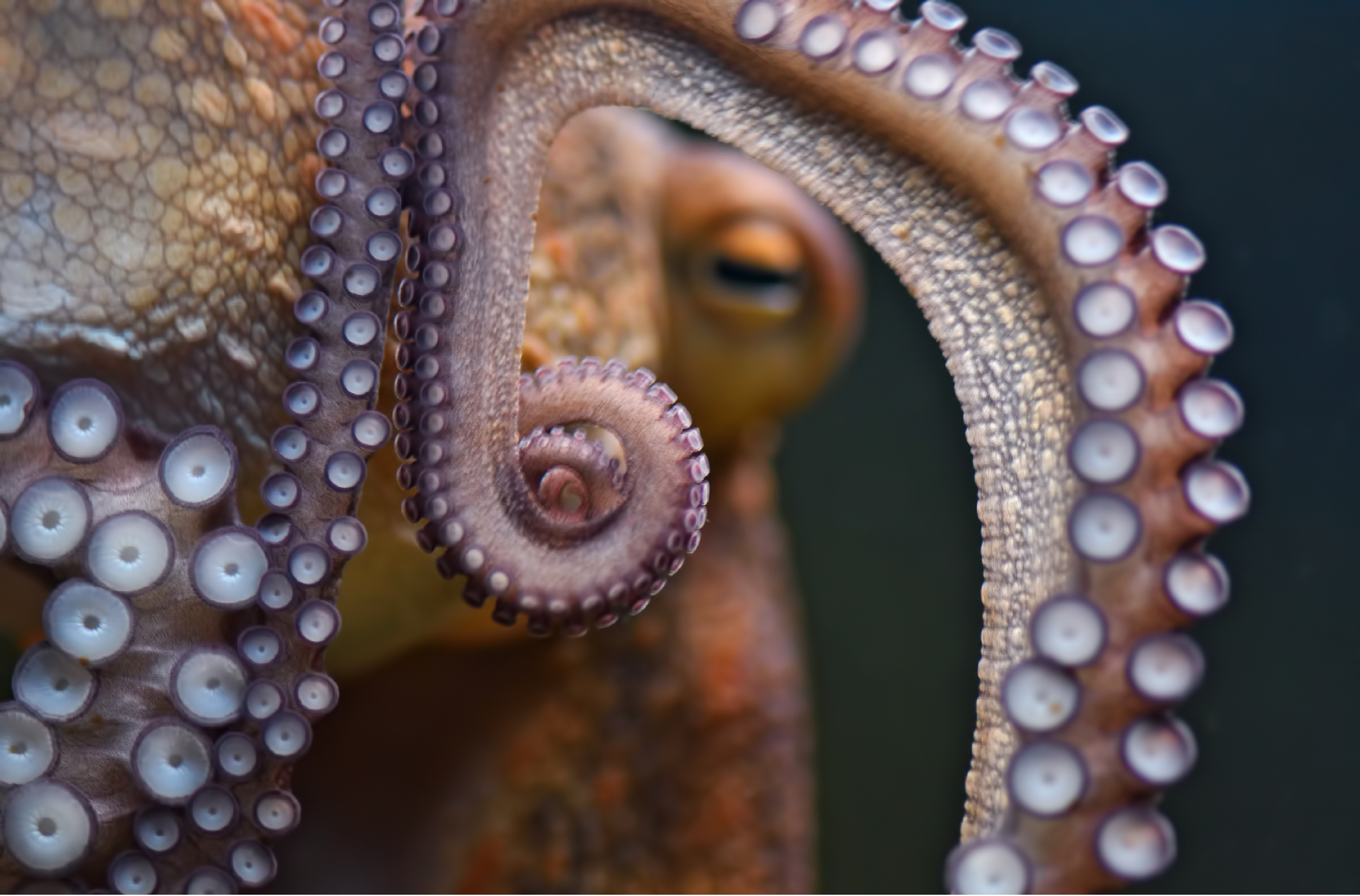 Close-up of an octopus's tentacles showing suckers arranged in rows with purple and white centers.