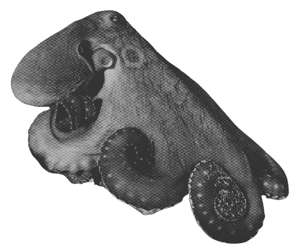 A black and white microscopic image of a virus particle with spike proteins on its surface.