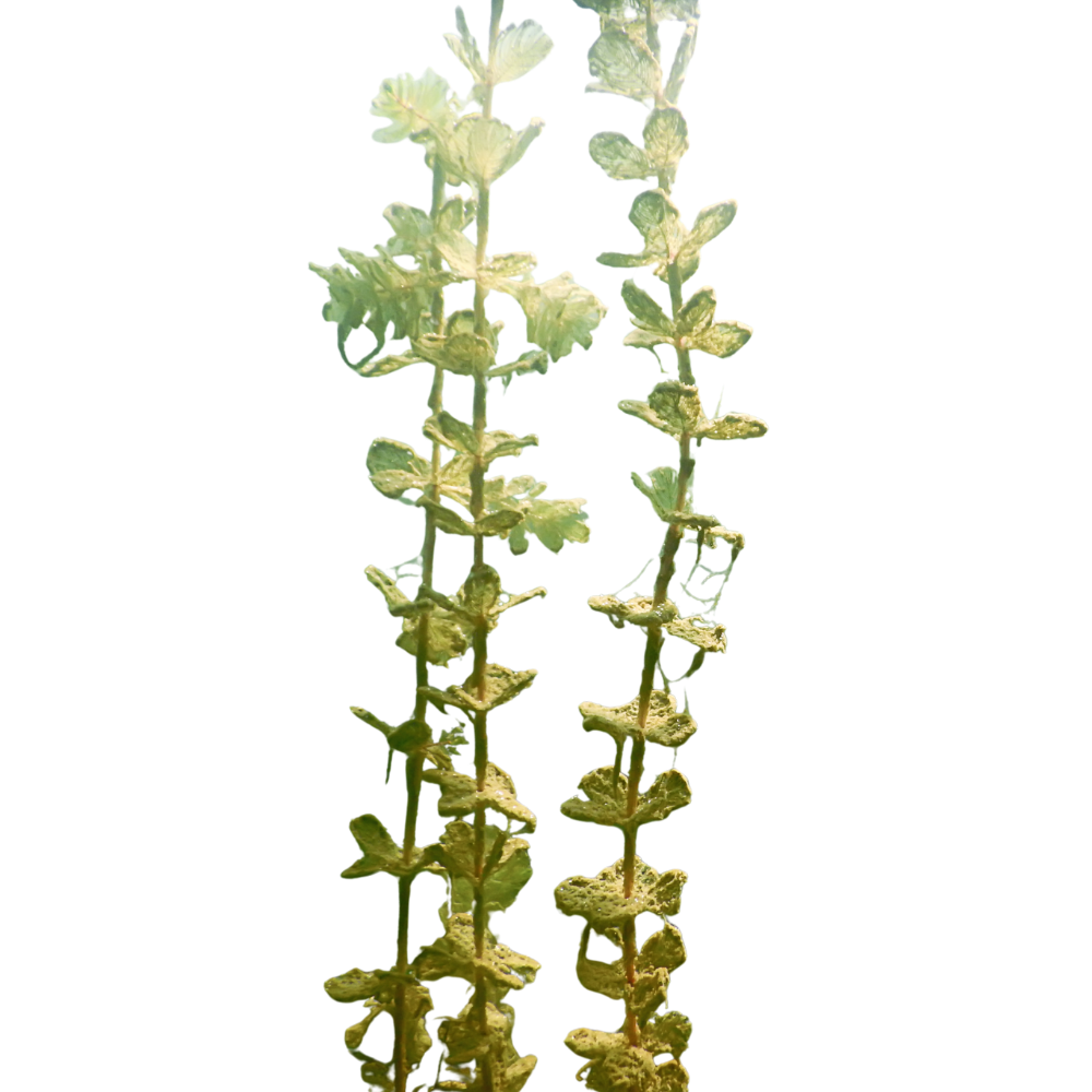 A close-up of a mint plant with green leaves growing along tall stems.