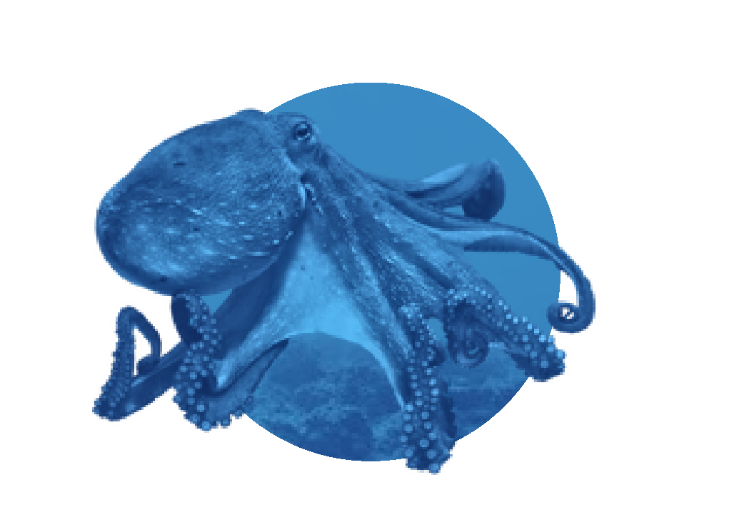 Blue illustration of an octopus with a circular background.