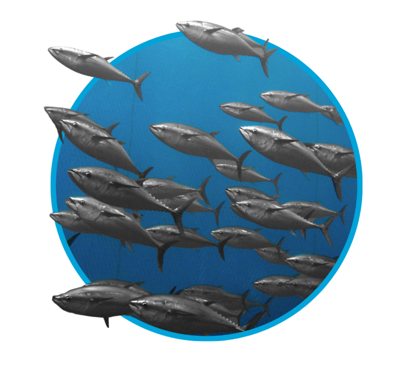 A school of fish swimming in a circular tank.