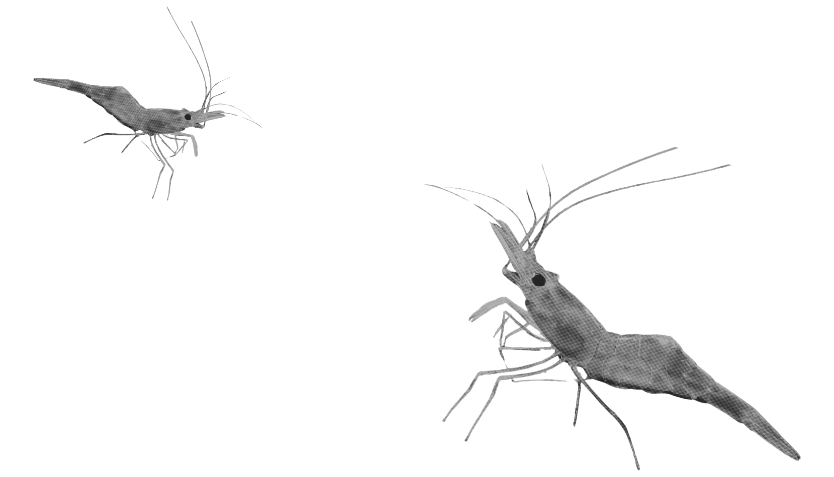 Two digitally rendered shrimp facing each other against a black background.
