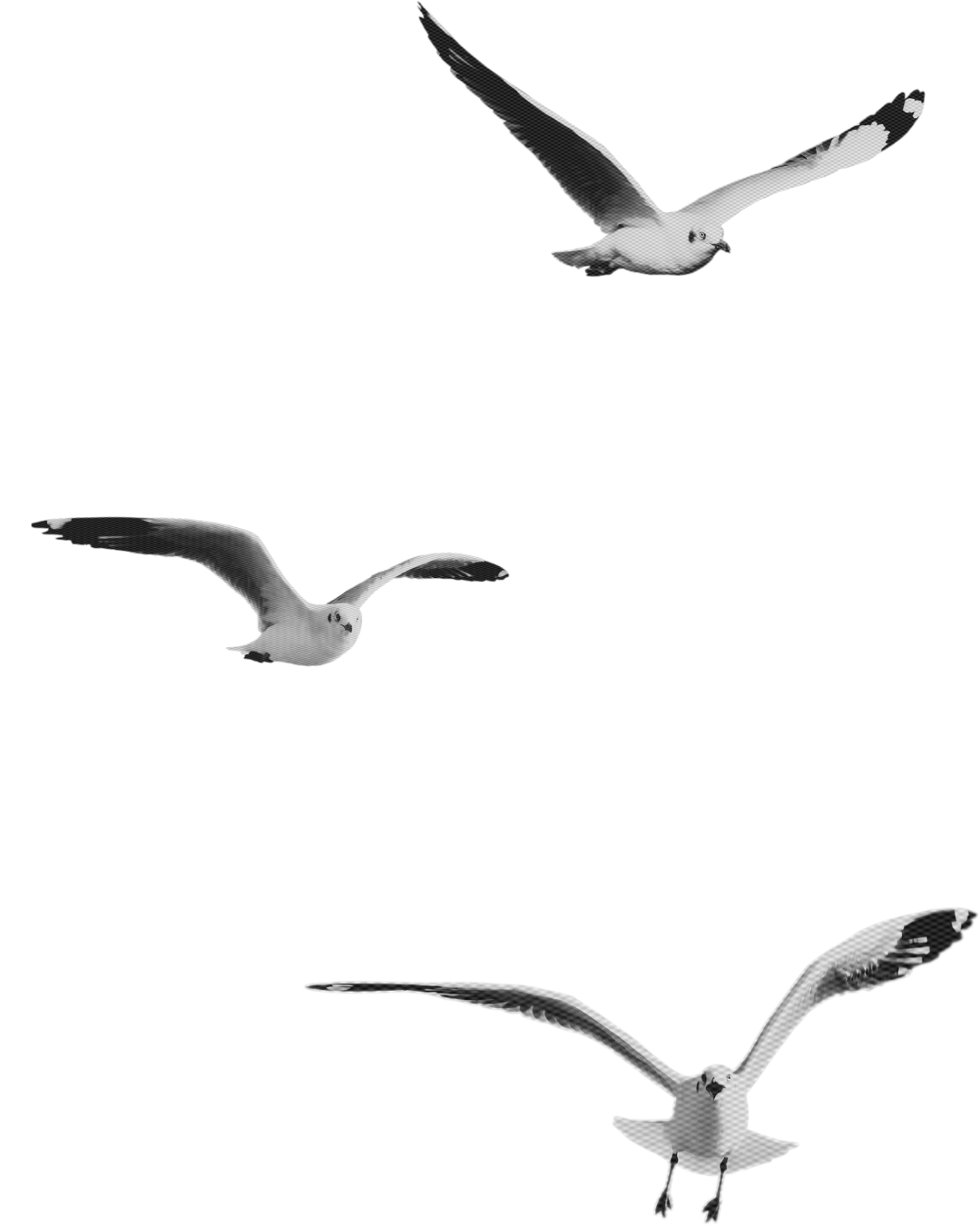 Black and white illustration of three seagulls in flight with their wings spread open.