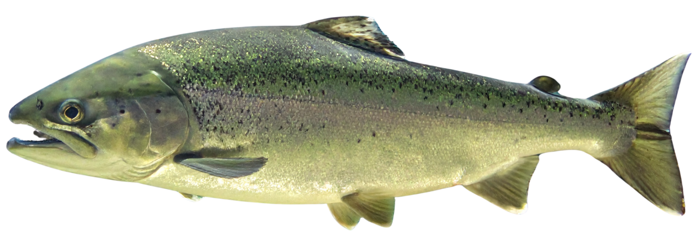 A detailed image of a rainbow trout fish with a greenish and yellowish body, speckled with black spots, and a slightly open mouth.