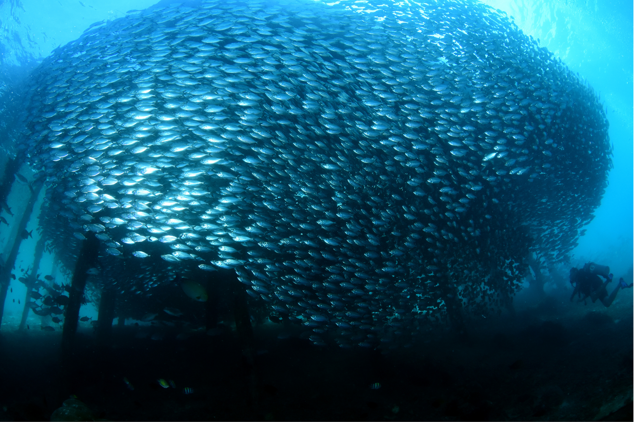 Underwater scene with a large school of fish swimming together near a diver and wooden structures.