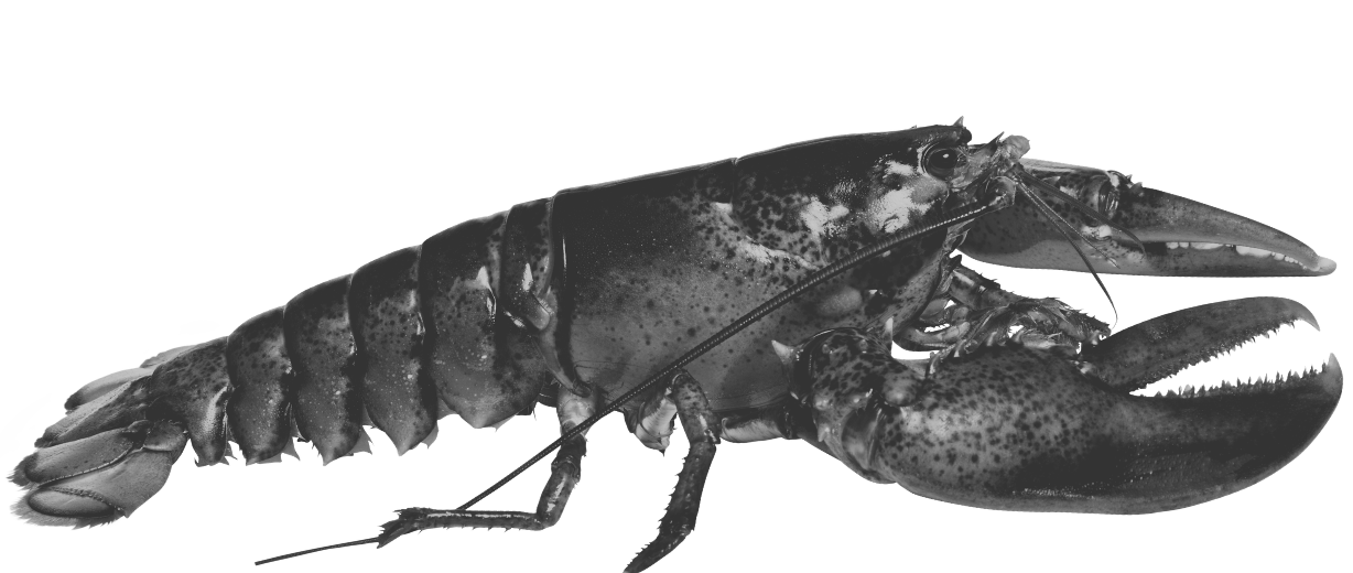 A black-and-white image of a lobster.
