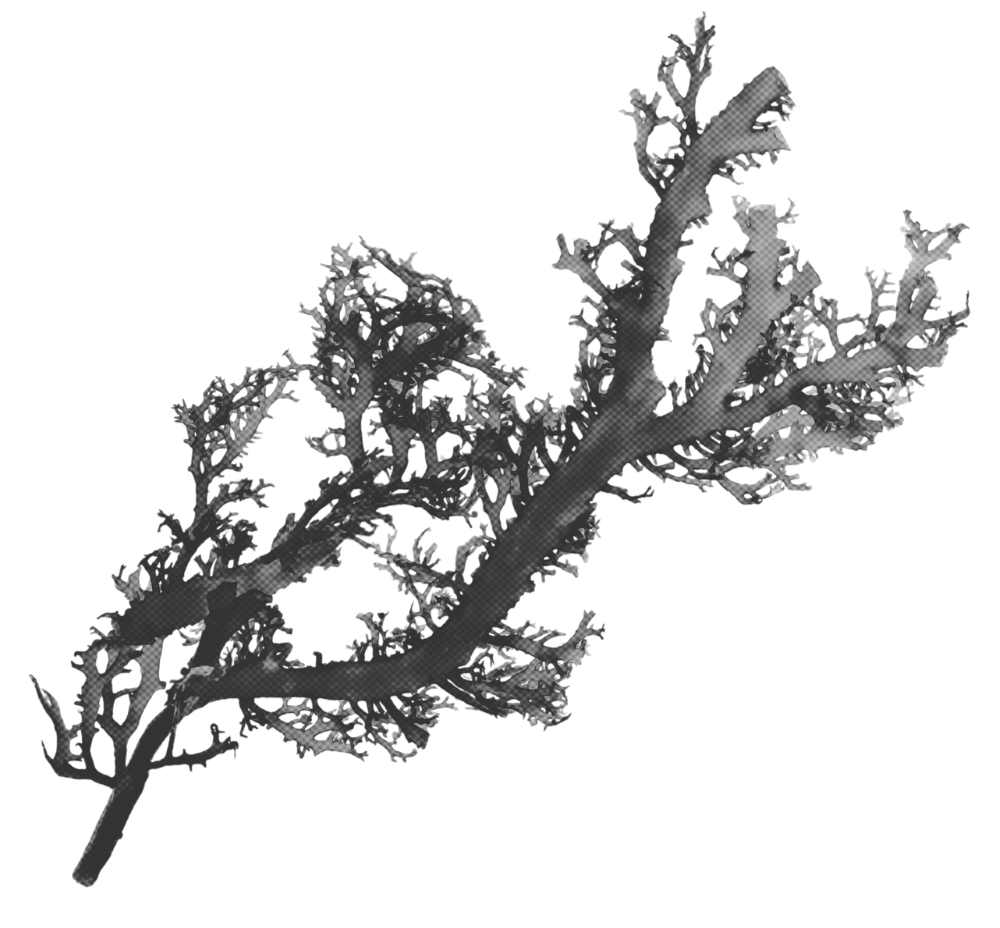 A detailed black and white illustration of a leaf with multiple branches and intricate leaf structures.