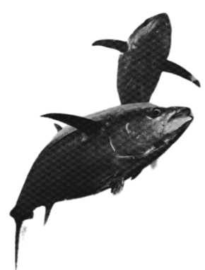 Two fish made.