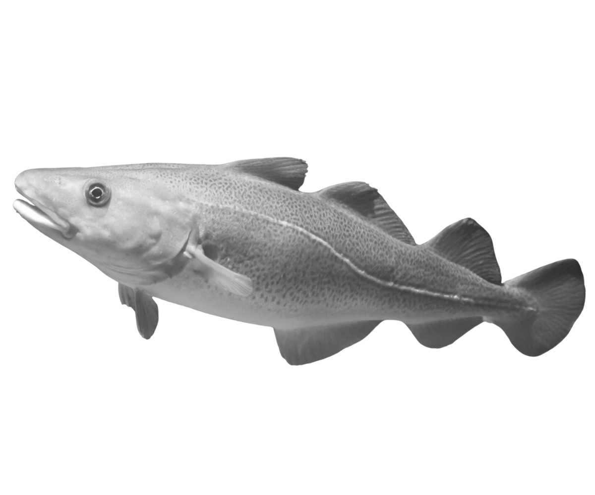 Black and white image of a fish with a streamlined body, dorsal fins, and a spotted pattern.