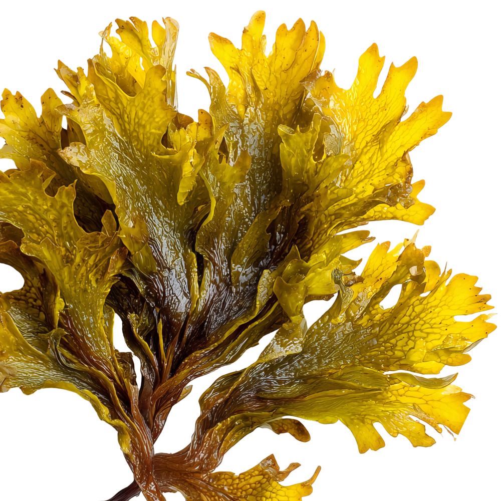 Close-up of yellowish-green seaweed or kelp with textured, ruffled fronds.