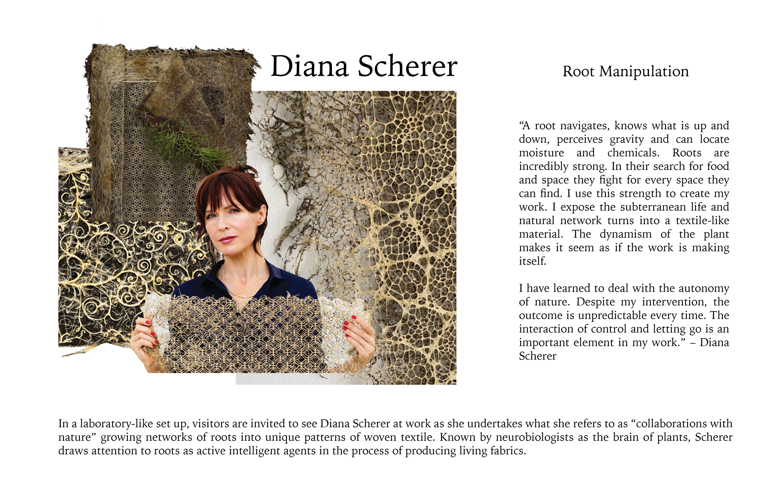 Canopy Diana Scherer research board.png