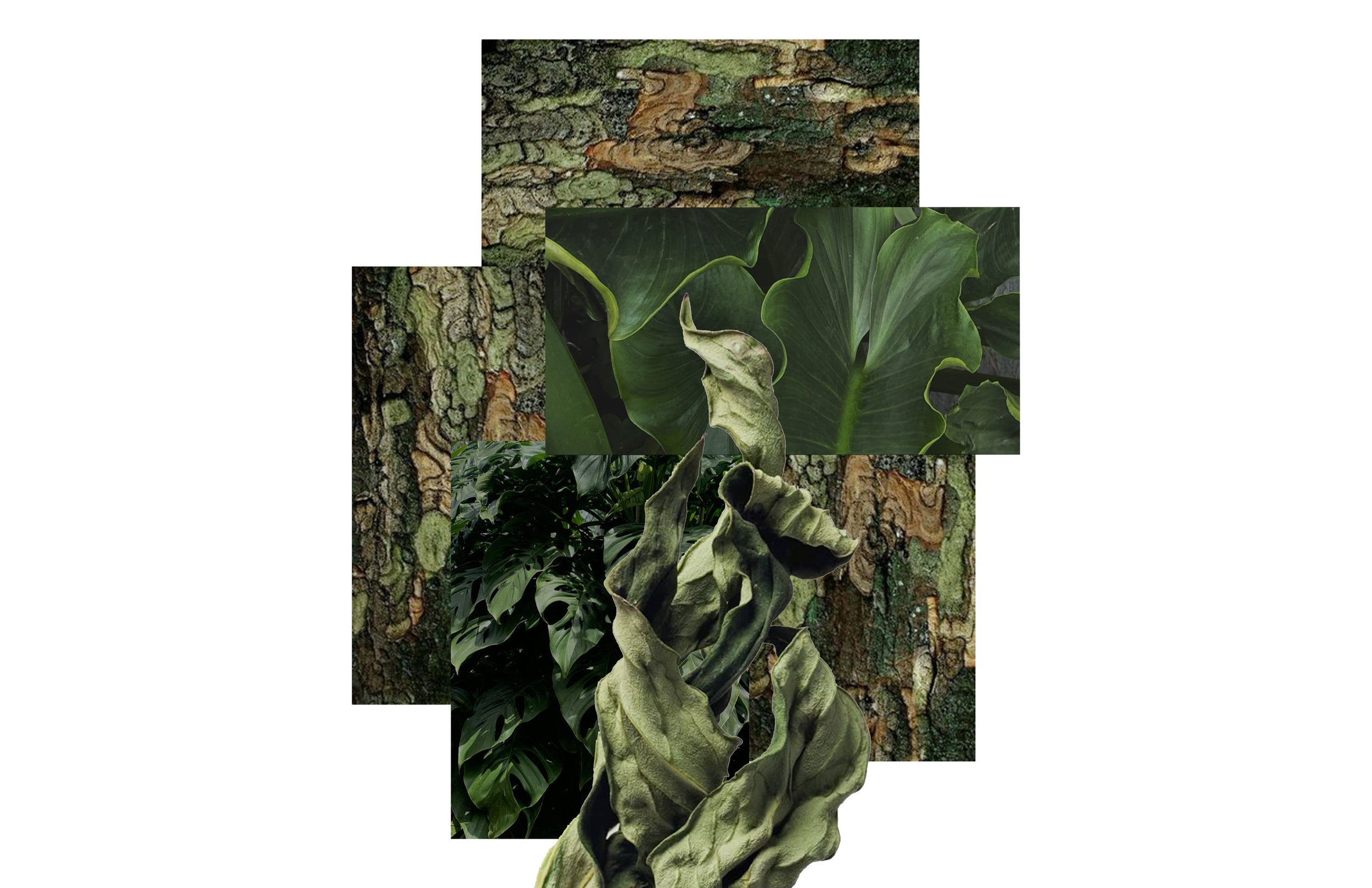 Canopy