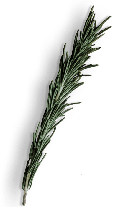 A sprig of fresh rosemary herb on a black background.