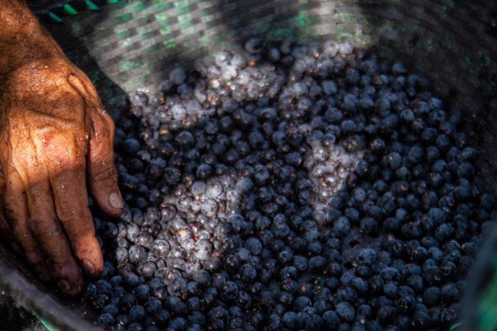 A person's hand mixing or handling harvested açaí berries in a large container.