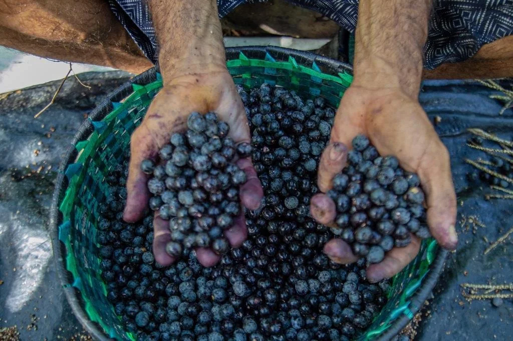 Person holding freshly picked açaí berries in both hands over a basket of açaí berries.