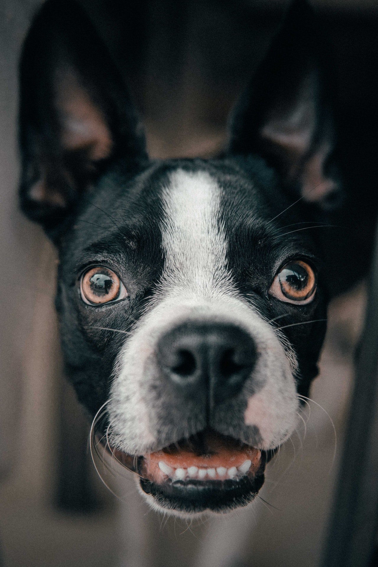 Pet Friendly café. A close-up photo of a black and white dog with brown eyes, showing its face and ears.