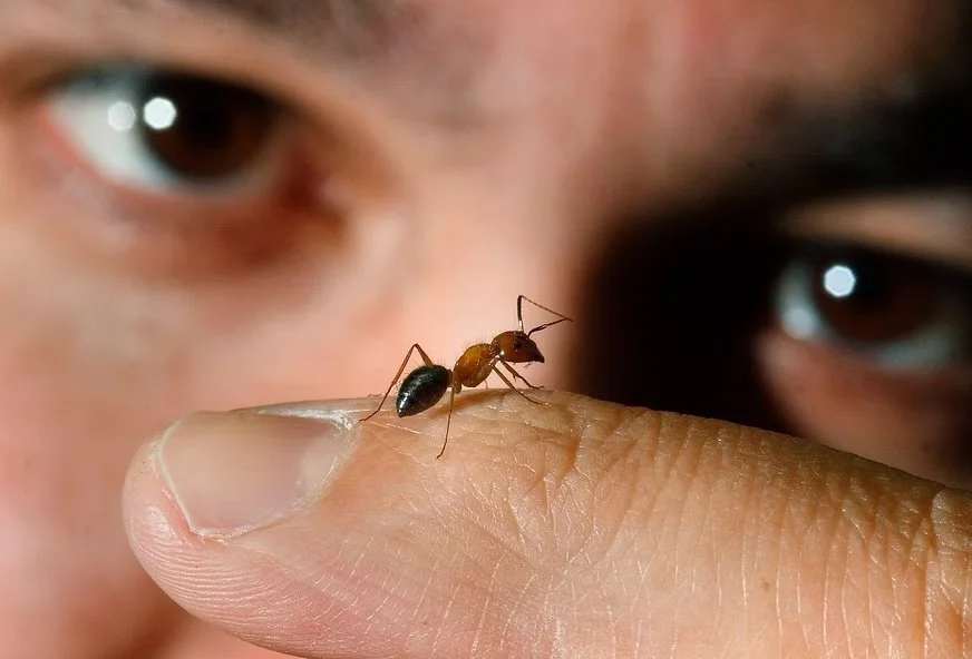 Honey, I Blew Up the Ants!