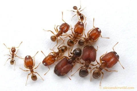 Return of the supersoldier ants