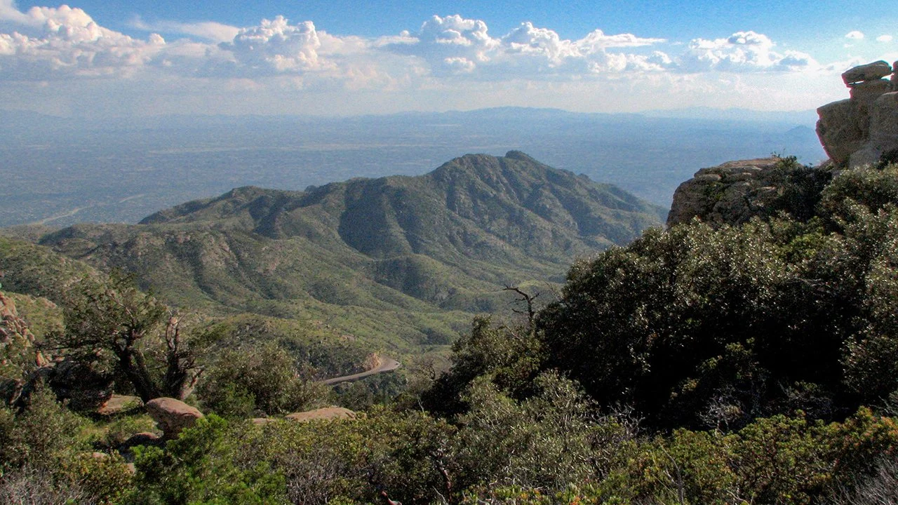 Arizona's virgin ant queens could shed light on the predictability of evolution
