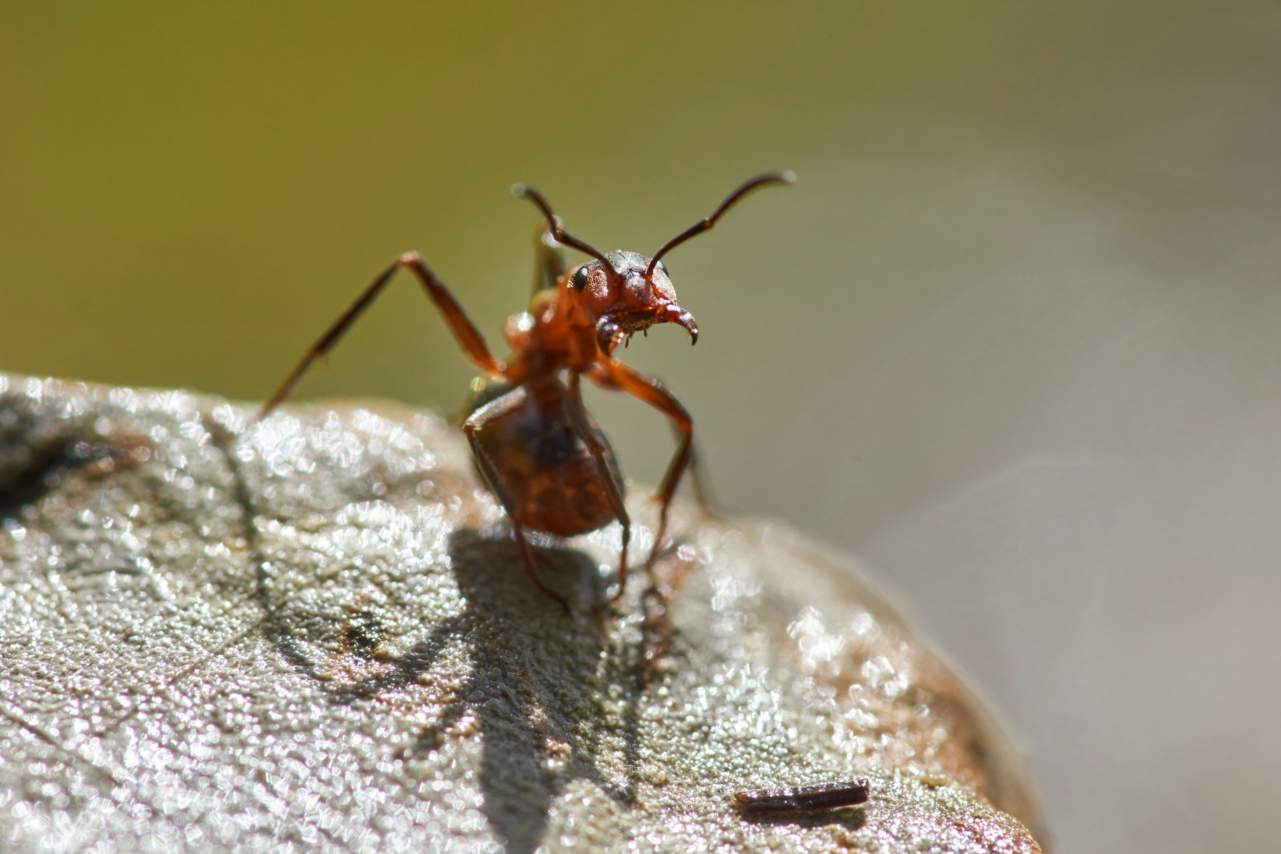 The Role of Developmental Plasticity in Evolutionary Innovation