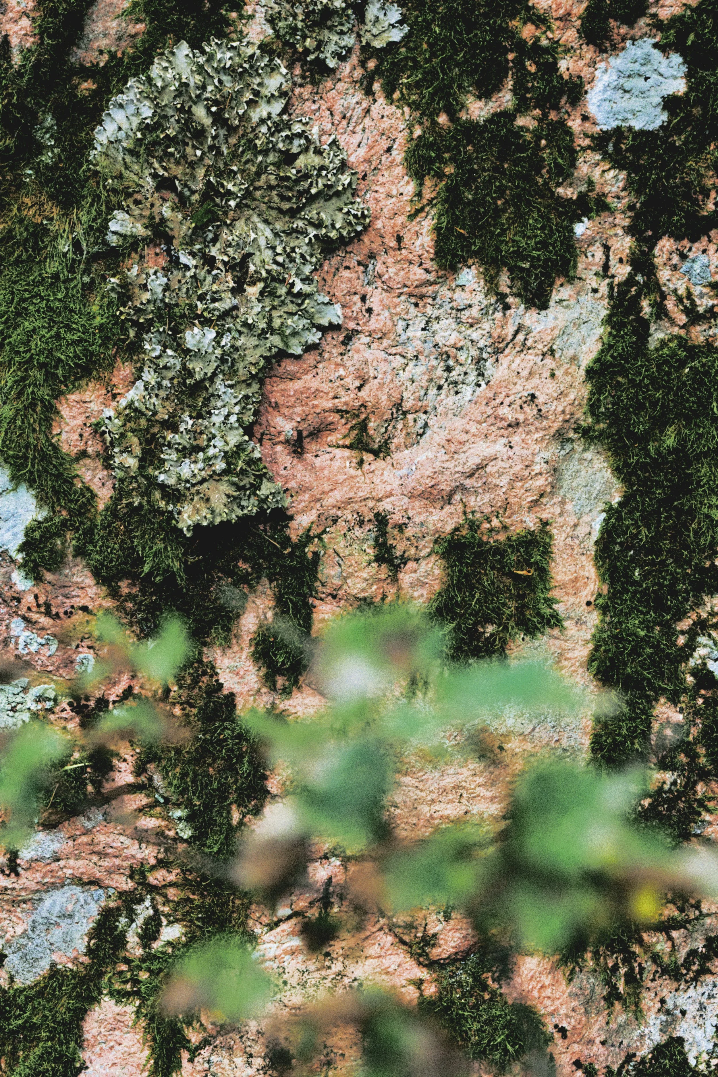 Close-up of moss and lichens growing on a textured pinkish rock surface.