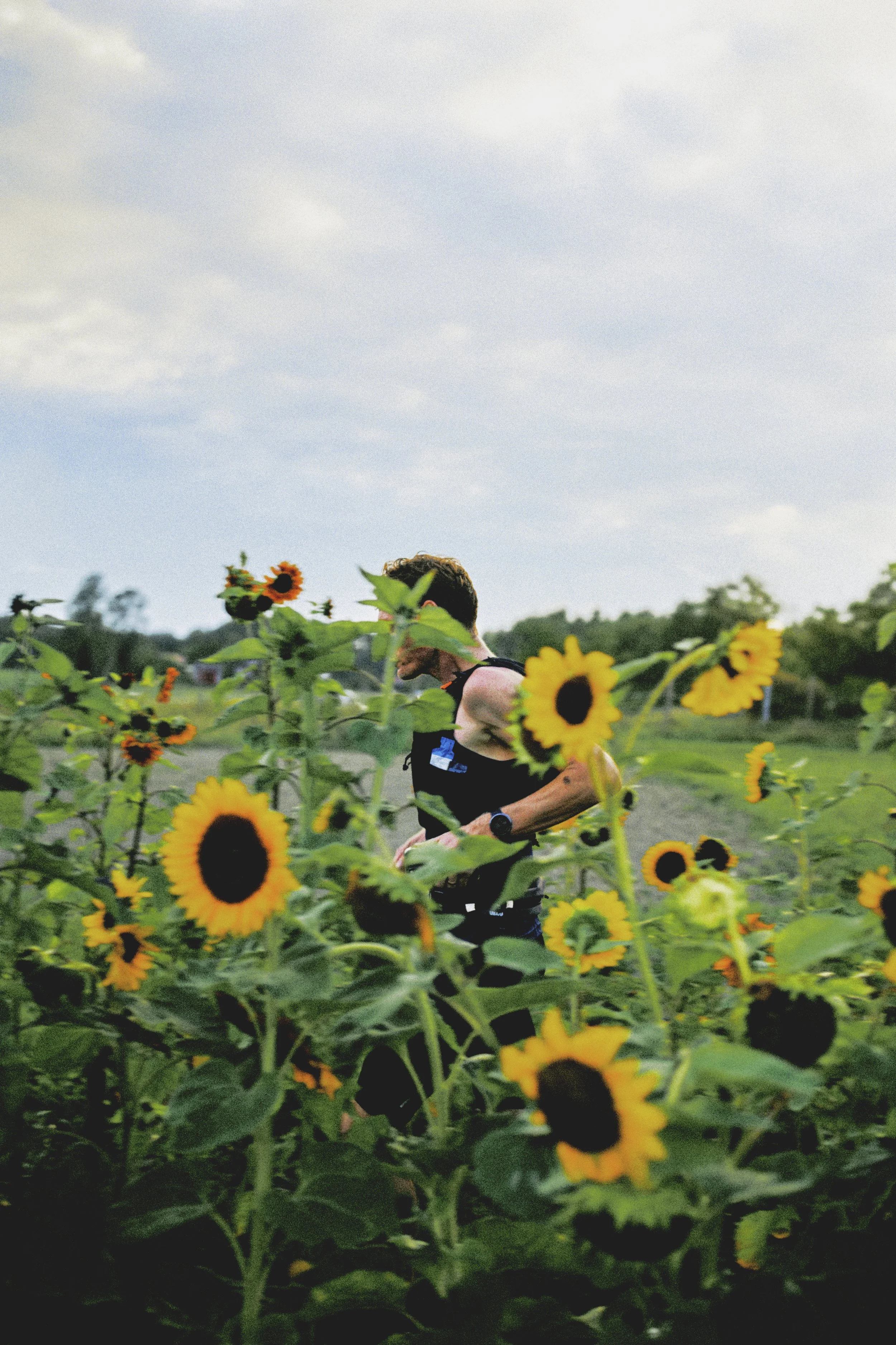 Sörmland 100 A person running through a field of sunflowers under a partly cloudy sky.