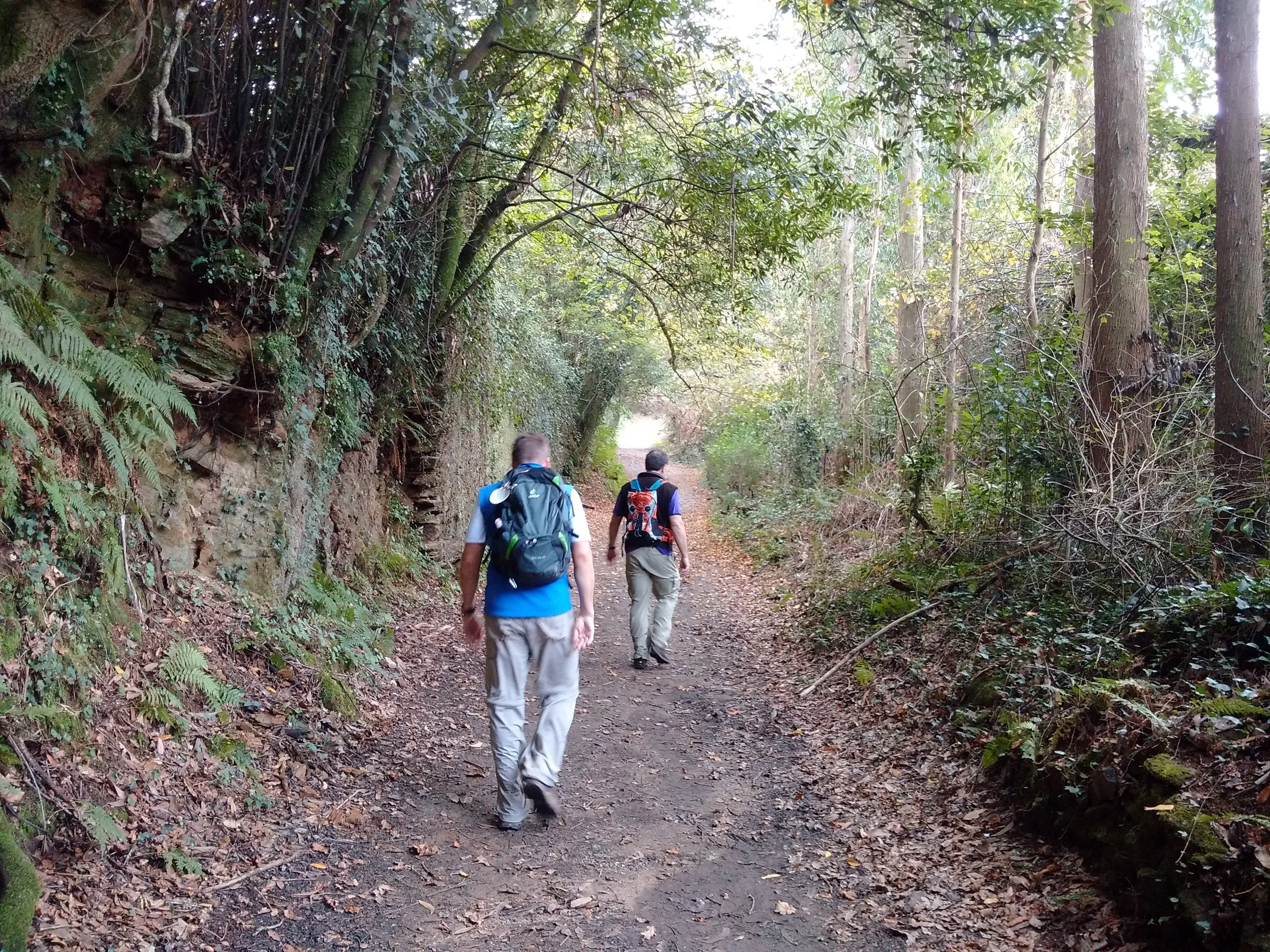 Three hikers walking along a dirt trail in a dense forest with tall trees and green foliage.