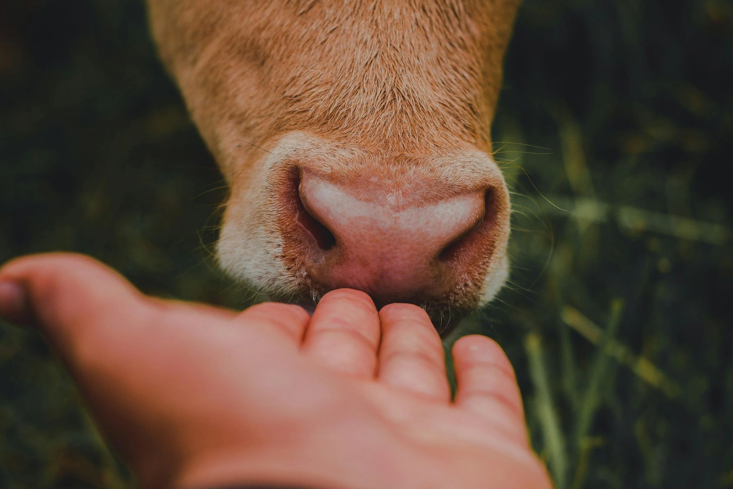 Close-up of a pig's nose as it sniffs a person's hand.