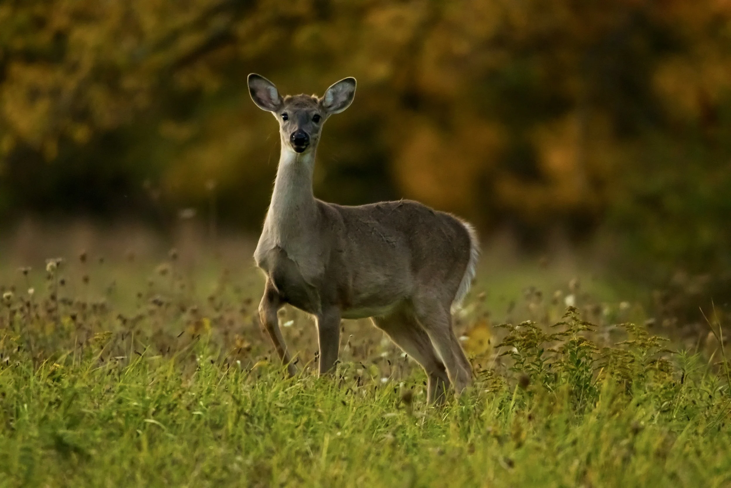 A young deer standing in a grassy field, with a blurred background of warm autumn-colored trees.