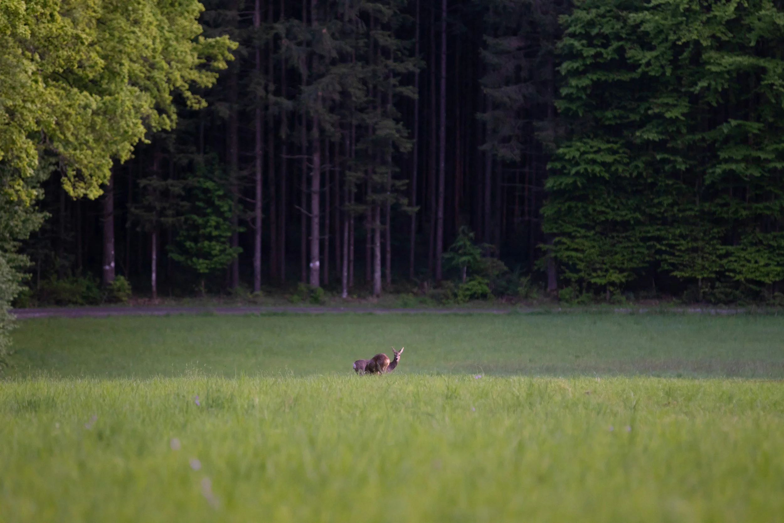 Calf grazing in a grassy field with a dense forest of tall trees in the background.