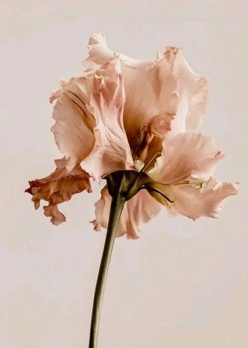 Allestimenti floreali su misura per matrimoni ed eventi firmati Jardin La Ménagère. Floral design contemporaneo, composizioni botaniche e scenografie floreali personalizzate.