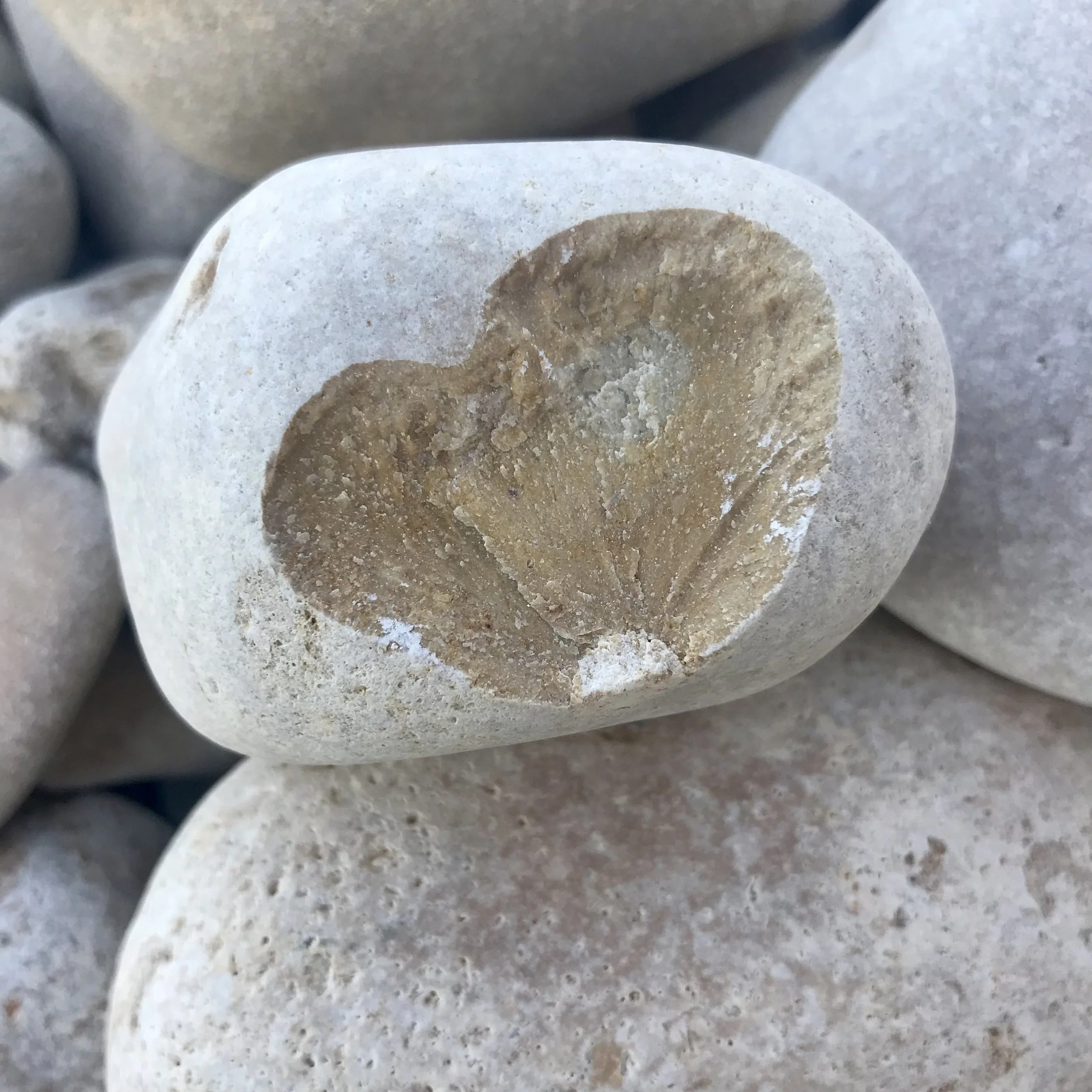 Close-up of a smooth, light-colored stone with a brownish circle in the middle, surrounded by other stones or concrete surface.