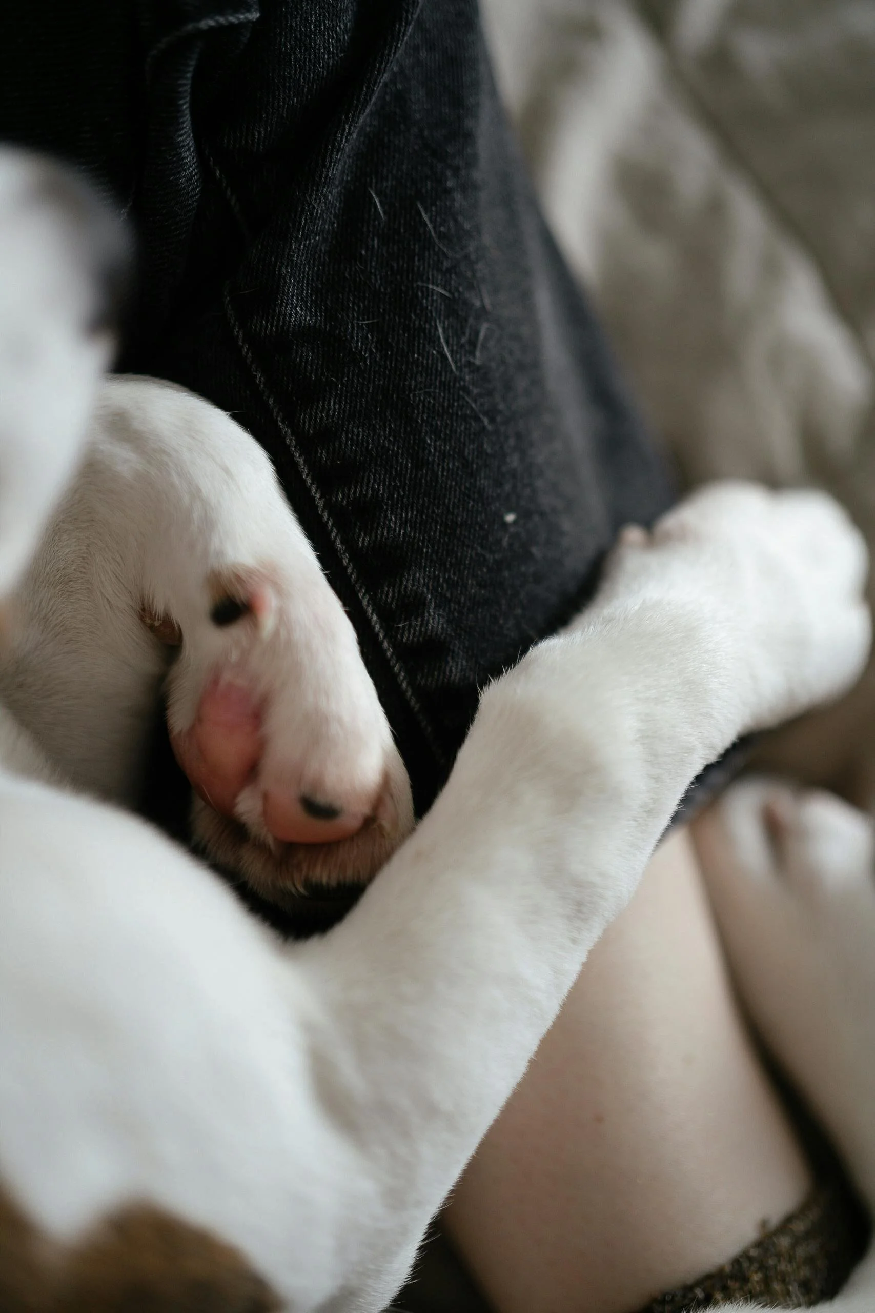 dog paw 3.jpg