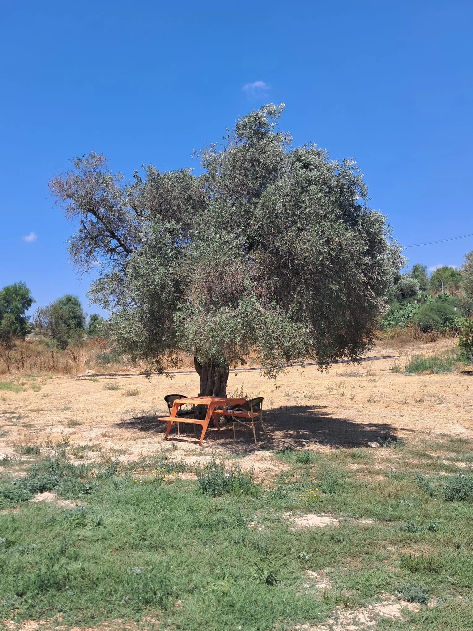 LACHISHA cafe - IL