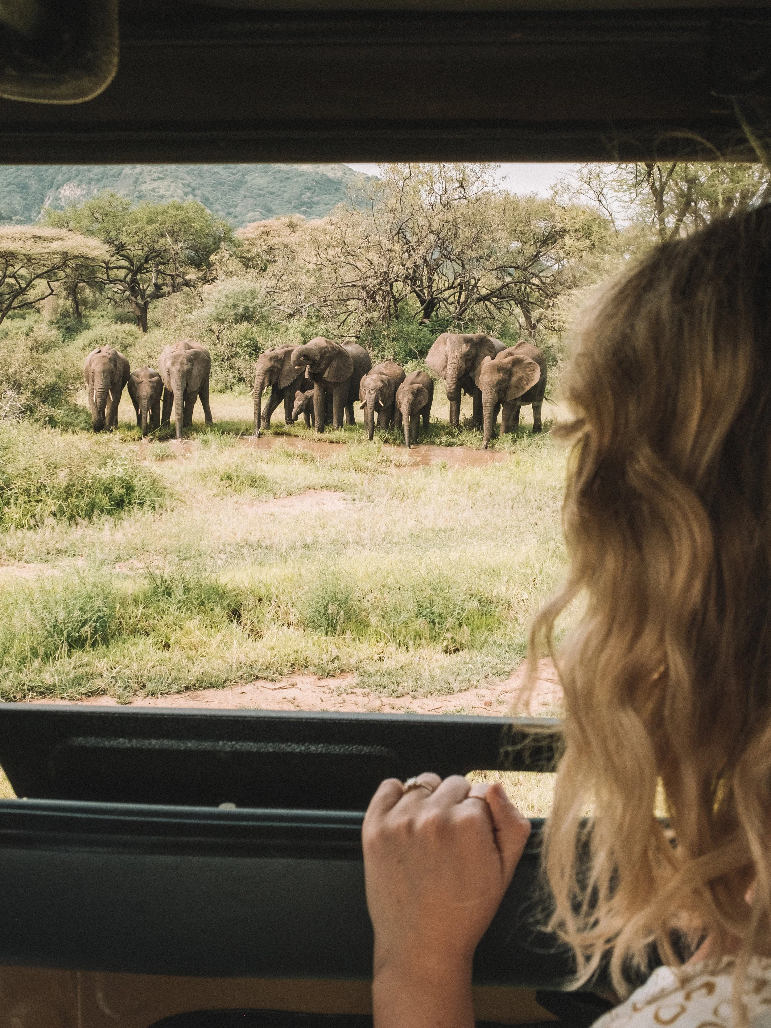 A person with long curly blonde hair looking out a vehicle window at a herd of elephants in a grassy area with trees and mountains in the background. Safari