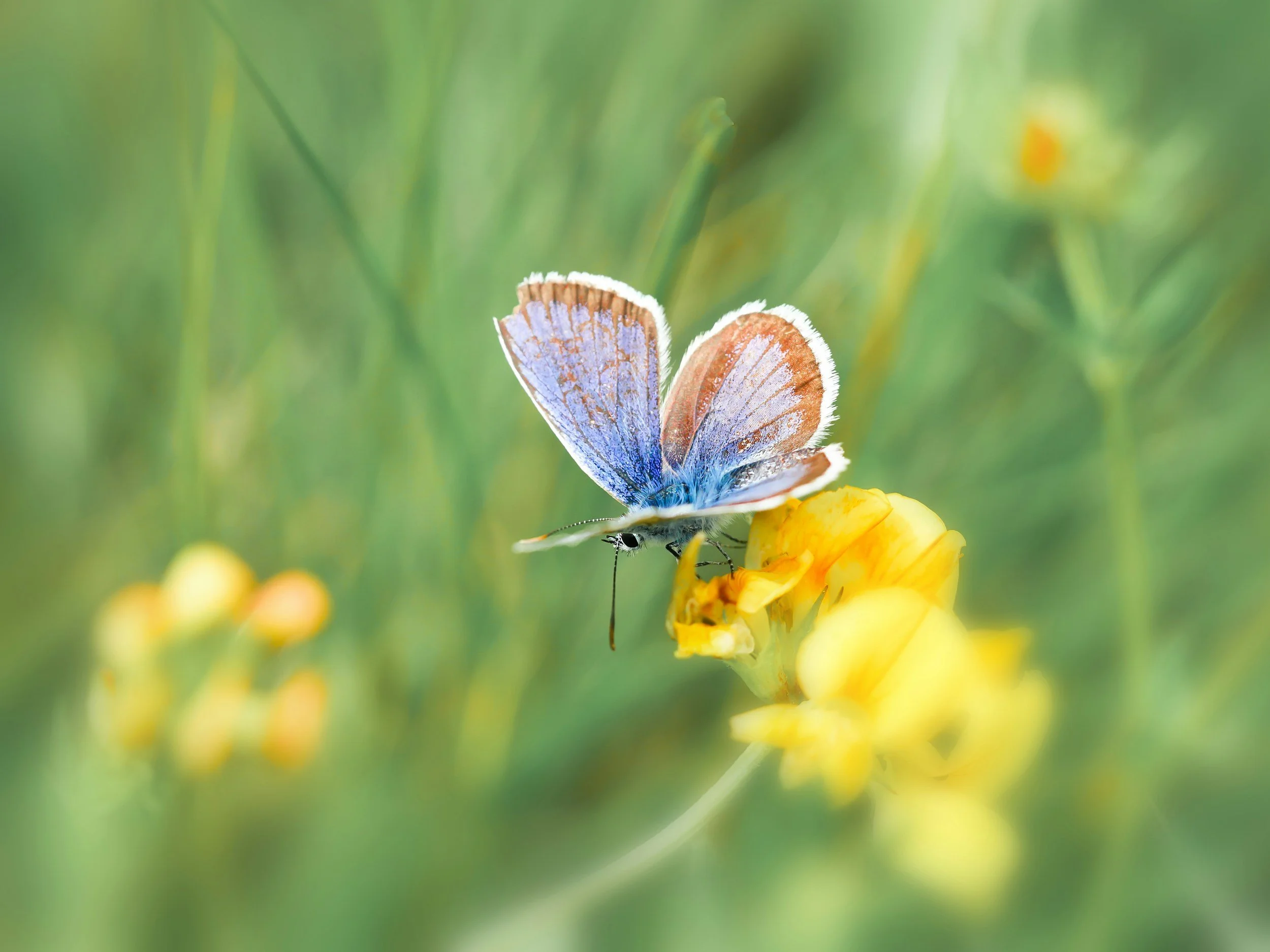 Blue butterfly on yellow flower in soft natural light