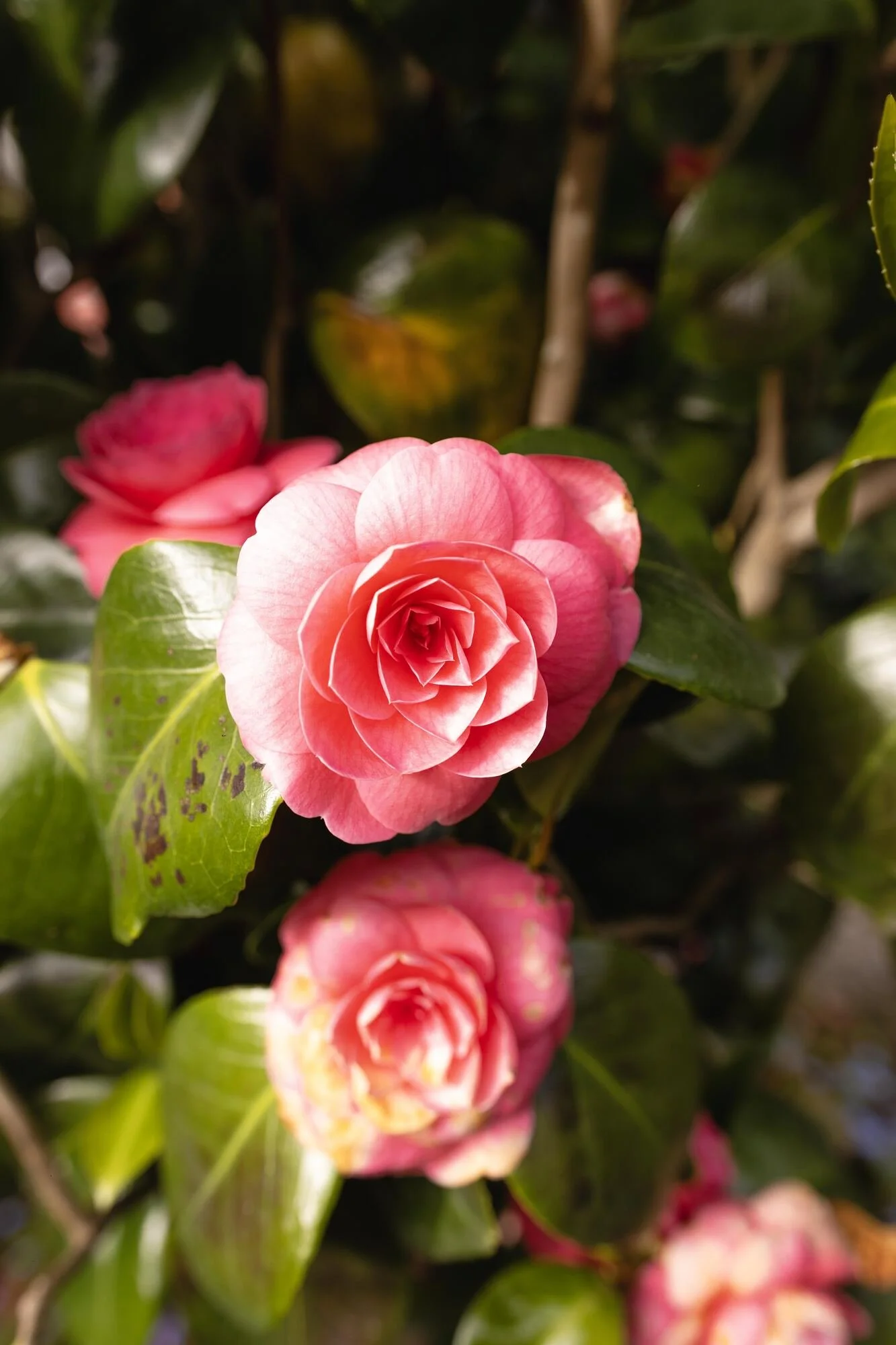 Camelias rosadas en el jardín del lugar de la celebración en Castro, Chiloé	