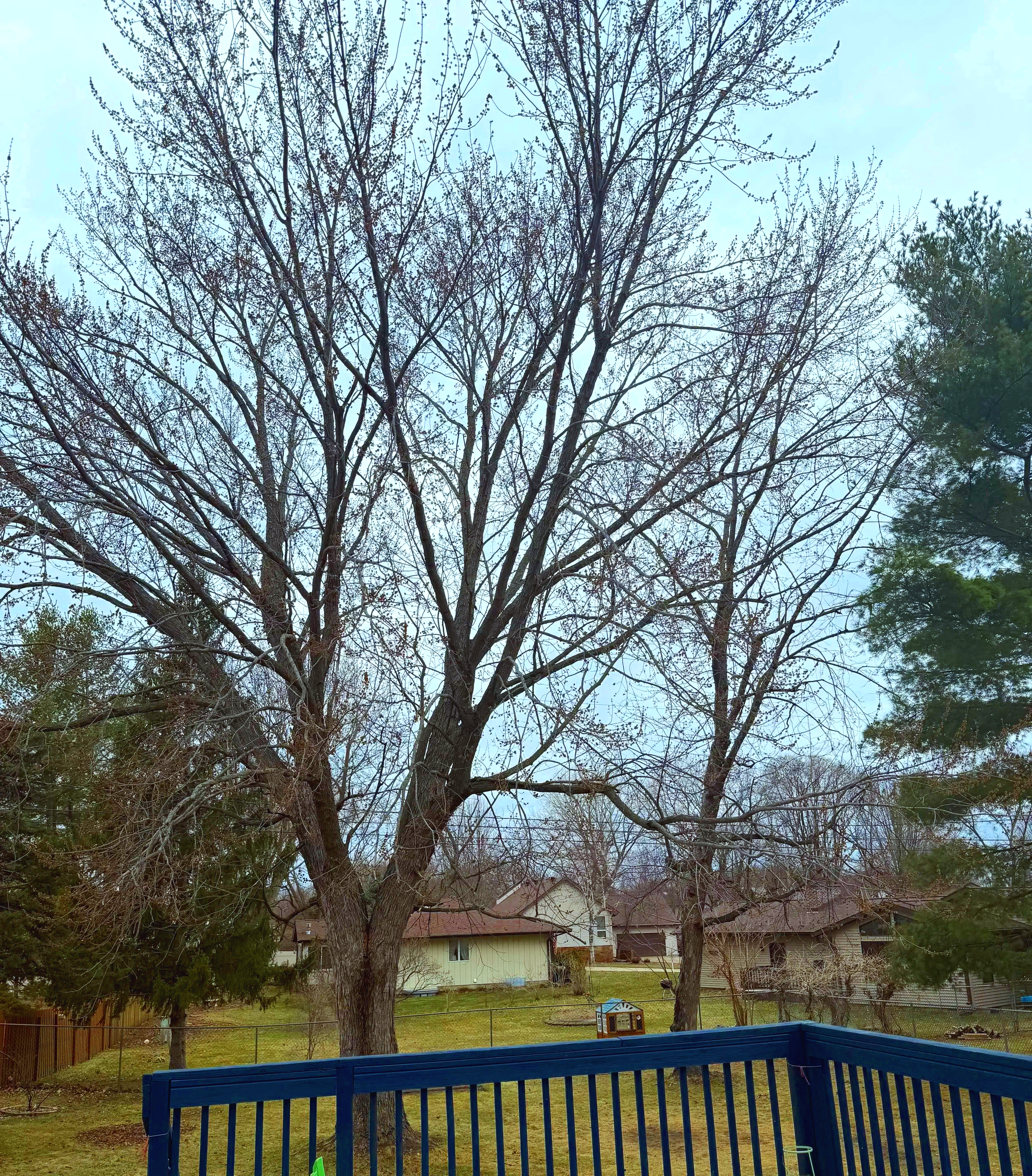 Backyard scene with a leafless tree, a house in the background, and a blue wooden deck in the foreground. The yard is partially fenced, with some green grass and a children's playhouse.