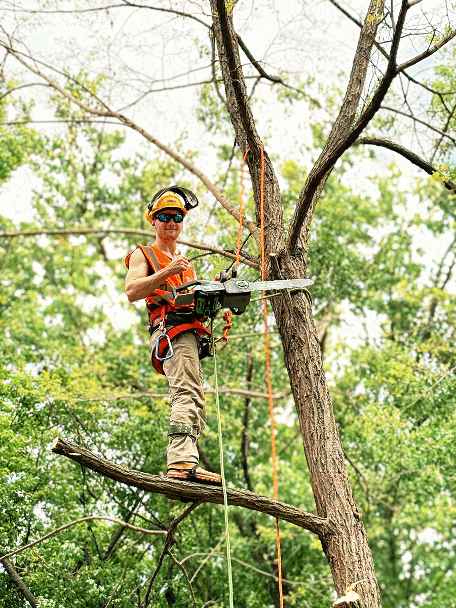 Tree trimmer wearing safety gear, including helmet and harness, standing on a branch while using a chainsaw to cut a tree limb.