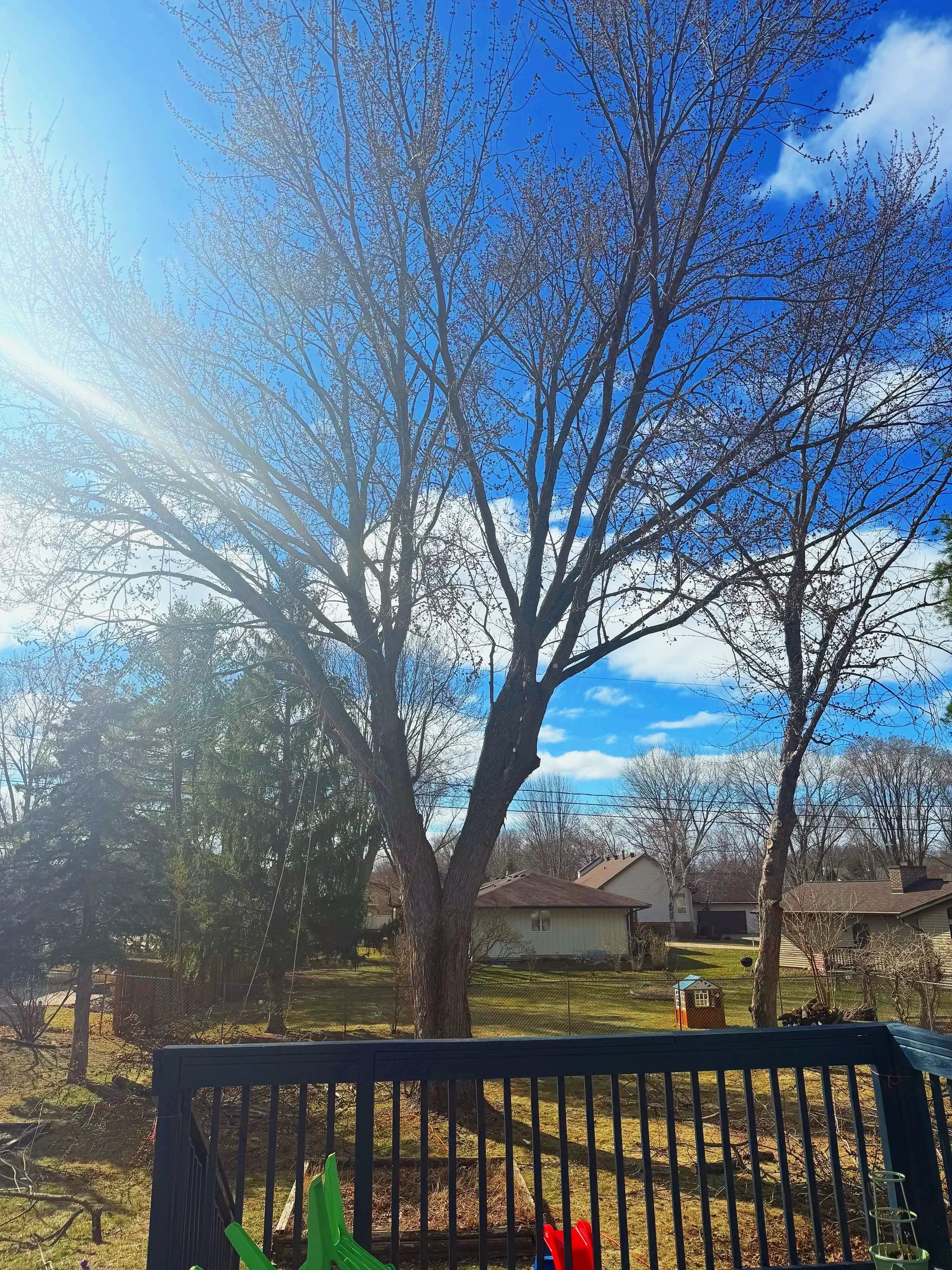 backyard after trim.jpg
