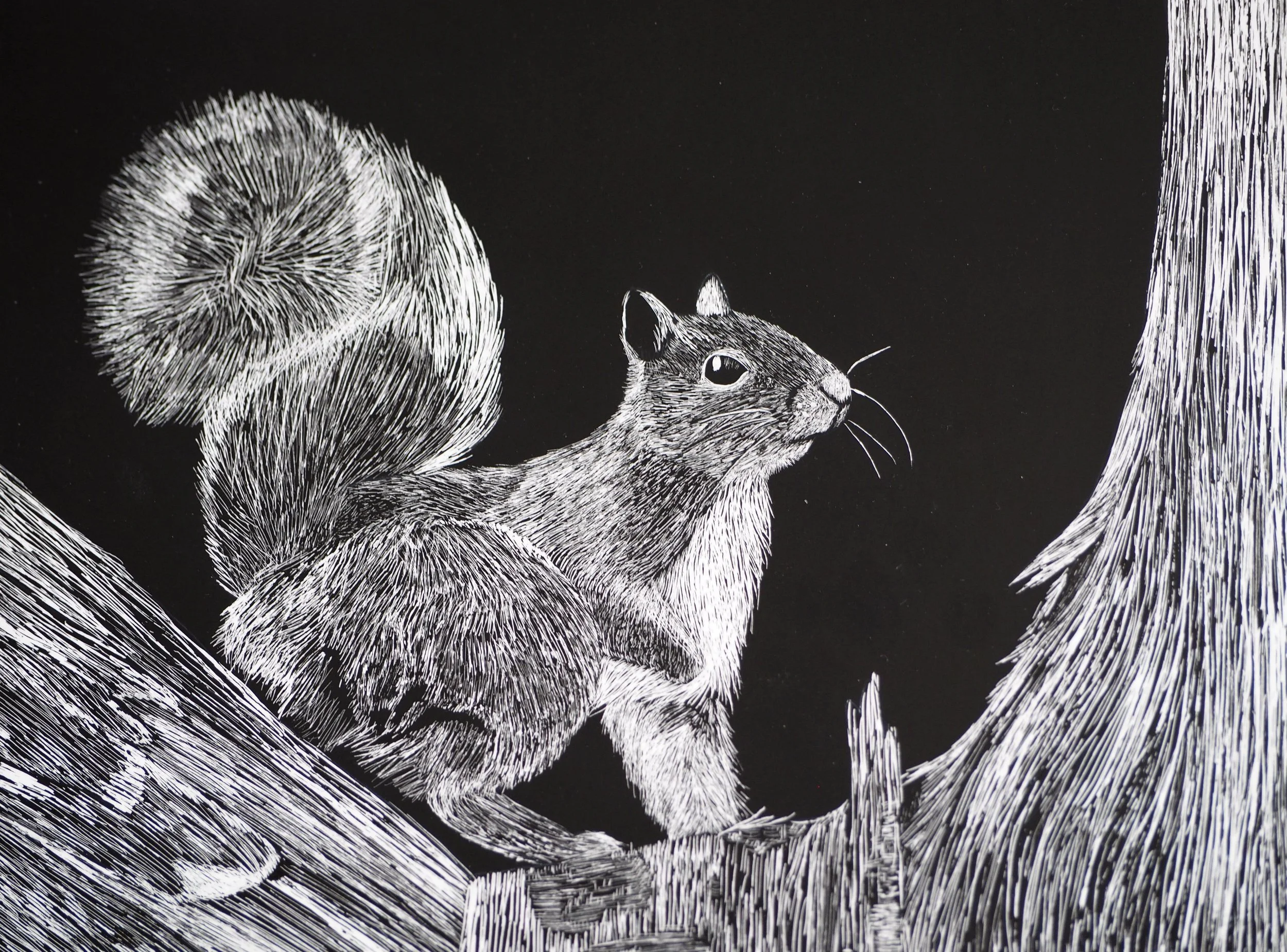 Hannah Roth - Scratchboard Squirrel.JPG