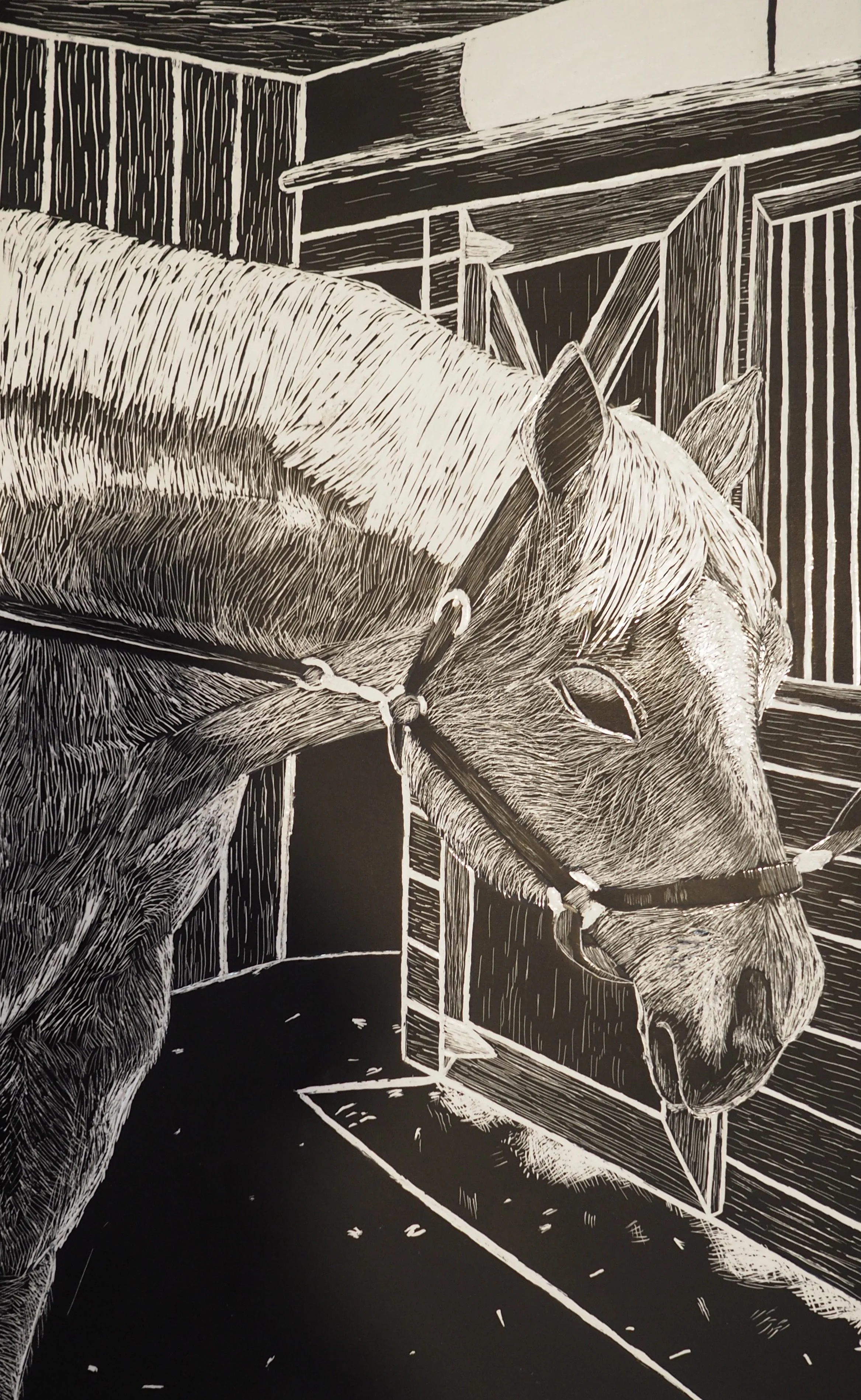 Hannah Roth - Scratchboard Horse.jpg