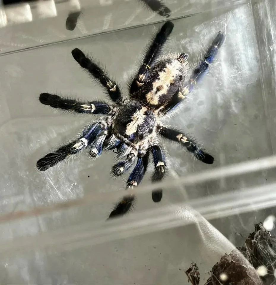 Close-up of a large, black and white tarantula spider on a clear surface.